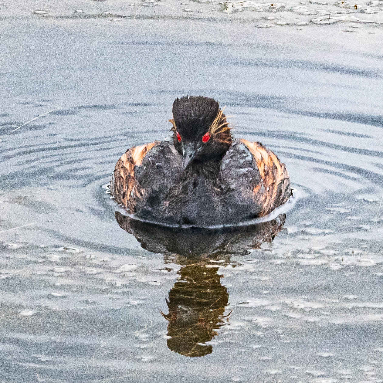 Grèbe à cou noir (Black-necked grebe, Podiceps nigricollis), adulte nuptial, Réserve Naturelle de Mont-Bernanchon, Hauts de France.